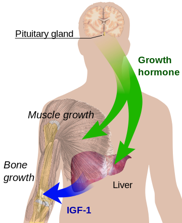 Human Growth Hormone regulation of growth